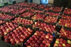 jablka gotowe